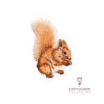Parche Bordado Ardillita
